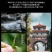 金骏眉红茶茶叶蜜香浓香型金俊眉新茶
