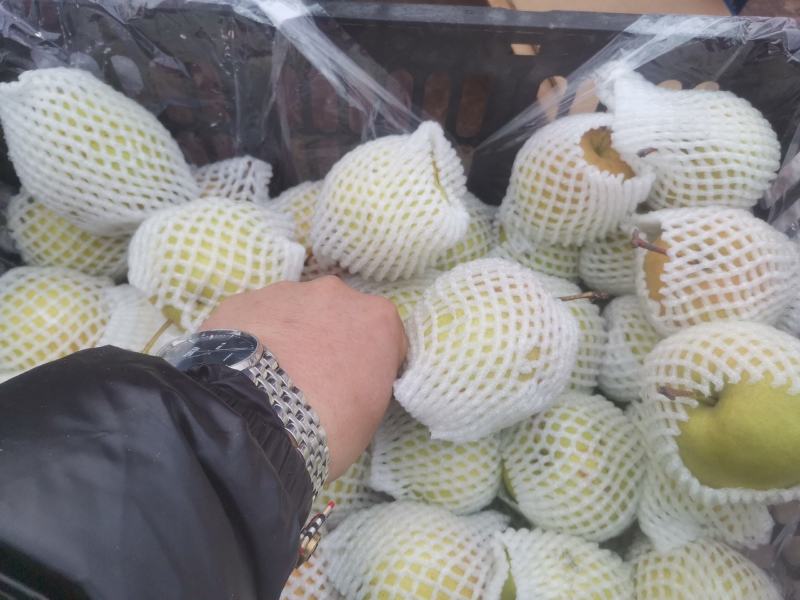 玉露香梨