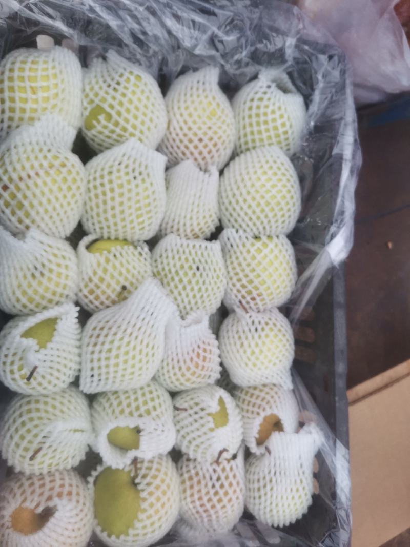 玉露香梨