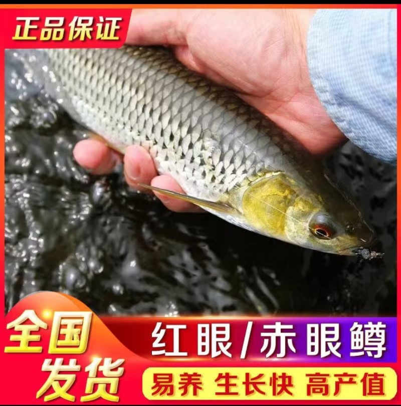 赤眼鳟鱼苗批发红眼鳟苗供应垂钓红眼鳟鱼苗技术指导
