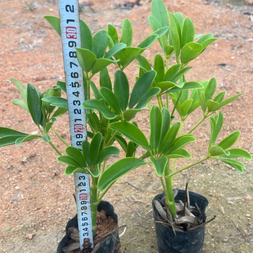 鸭脚木15-30高，基地直销，价格优惠，大量现货
