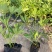 鸭脚木15-30高，基地直销，价格优惠，大量现货