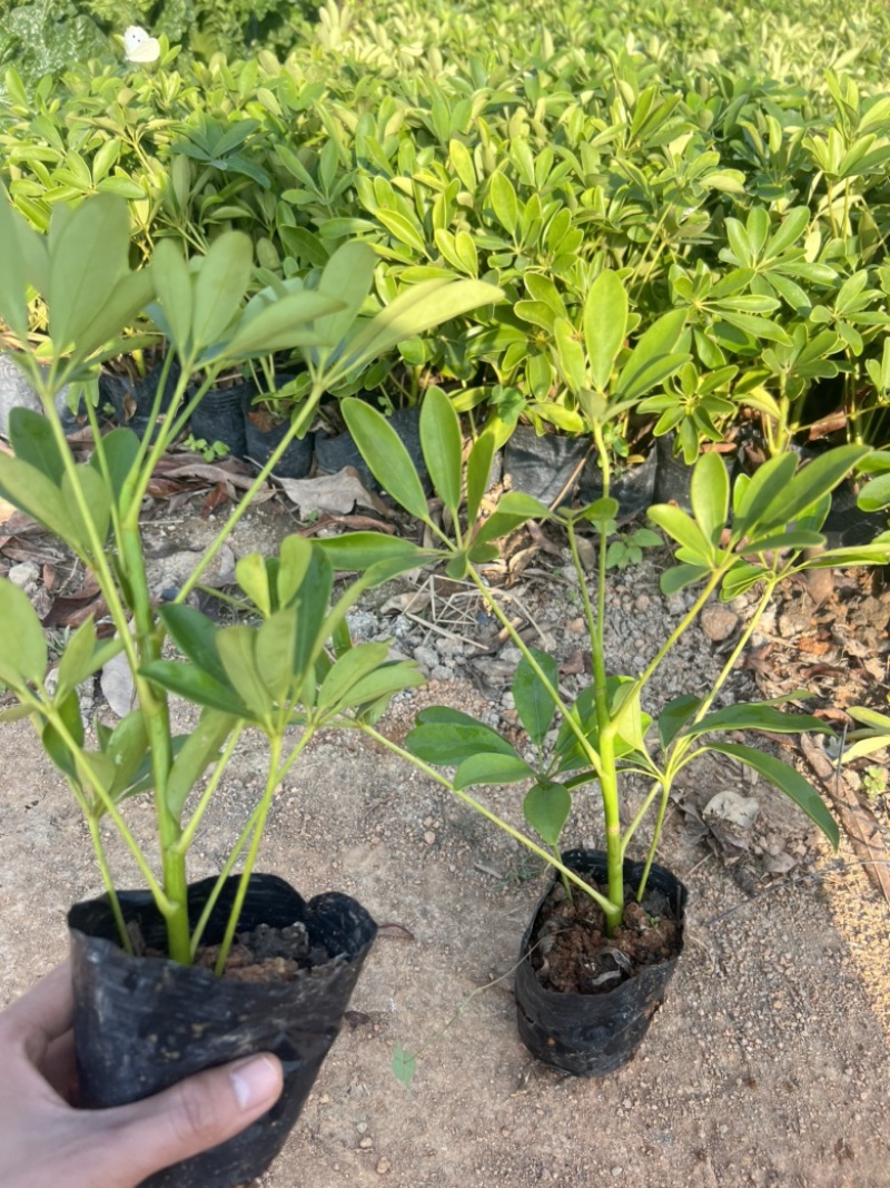 鸭脚木15-30高，基地直销，价格优惠，大量现货