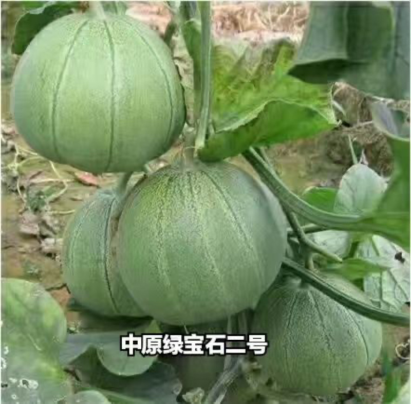 中原绿宝石2号甜瓜种子老品种绿皮绿肉口感醇厚