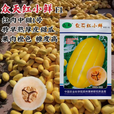 众天红小鲜红肉中甜11号甜瓜种子特早熟厚皮甜瓜籽