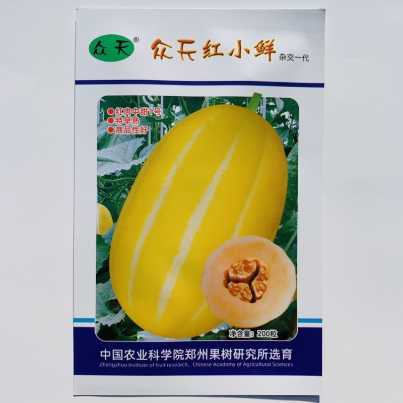 众天红小鲜红肉中甜11号甜瓜种子特早熟厚皮甜瓜籽