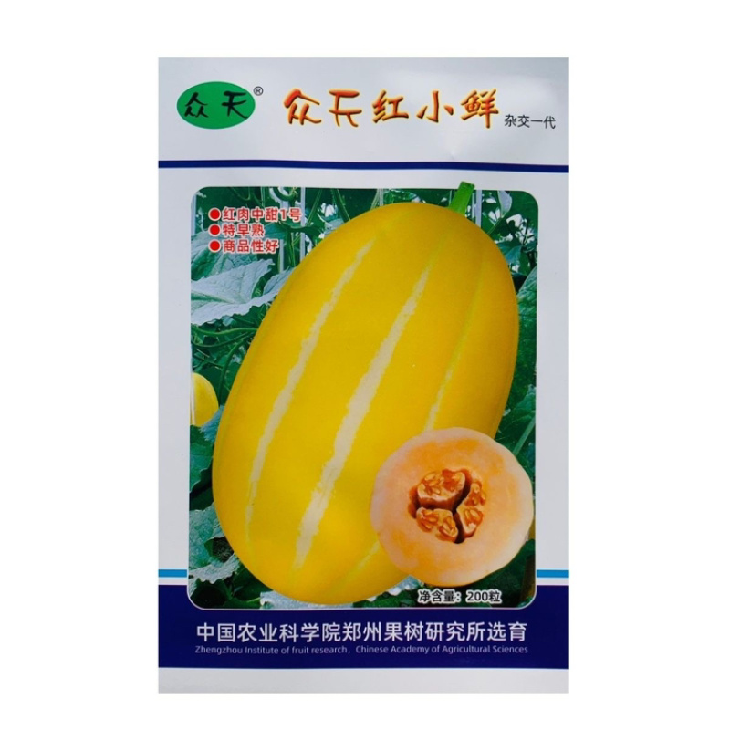众天红小鲜红肉中甜11号甜瓜种子特早熟厚皮甜瓜籽