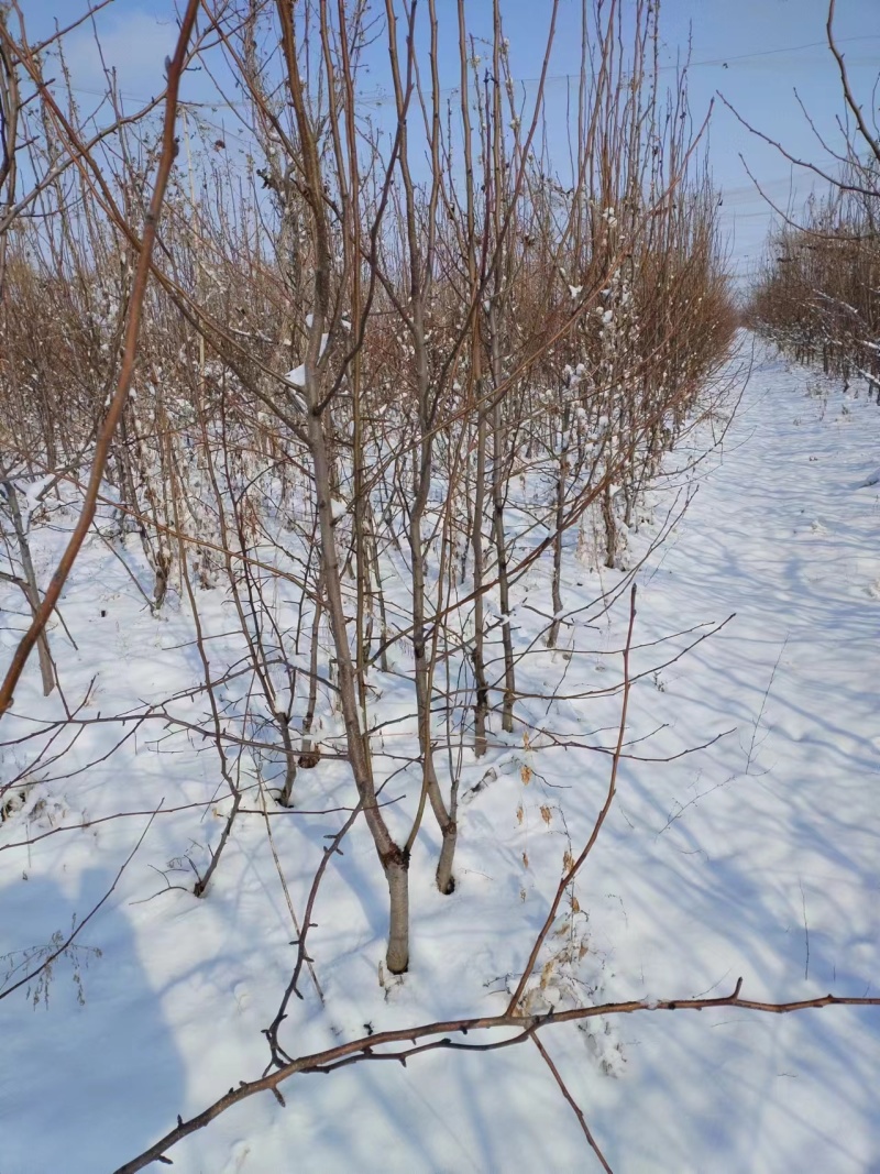 山农酥梨树苗三年苗今年种植下年挂果