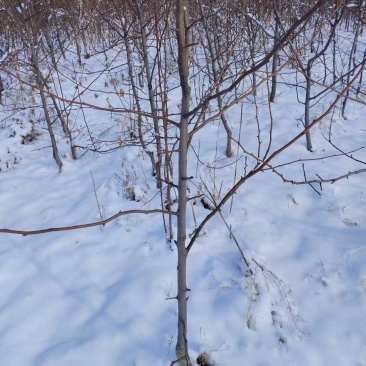 山农酥梨树苗三年苗今年种植下年挂果