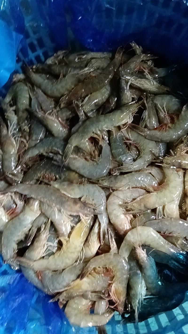 南美白对虾养殖基地