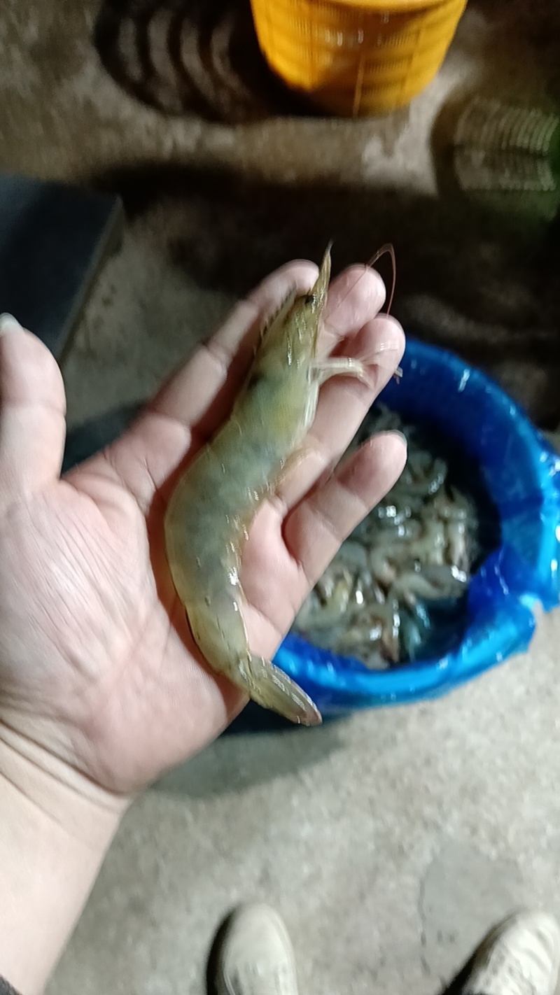 南美白对虾养殖基地