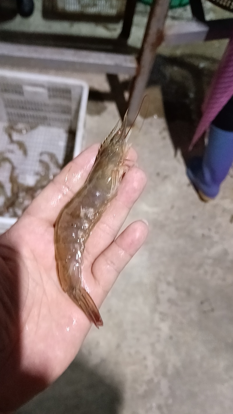 南美白对虾养殖基地