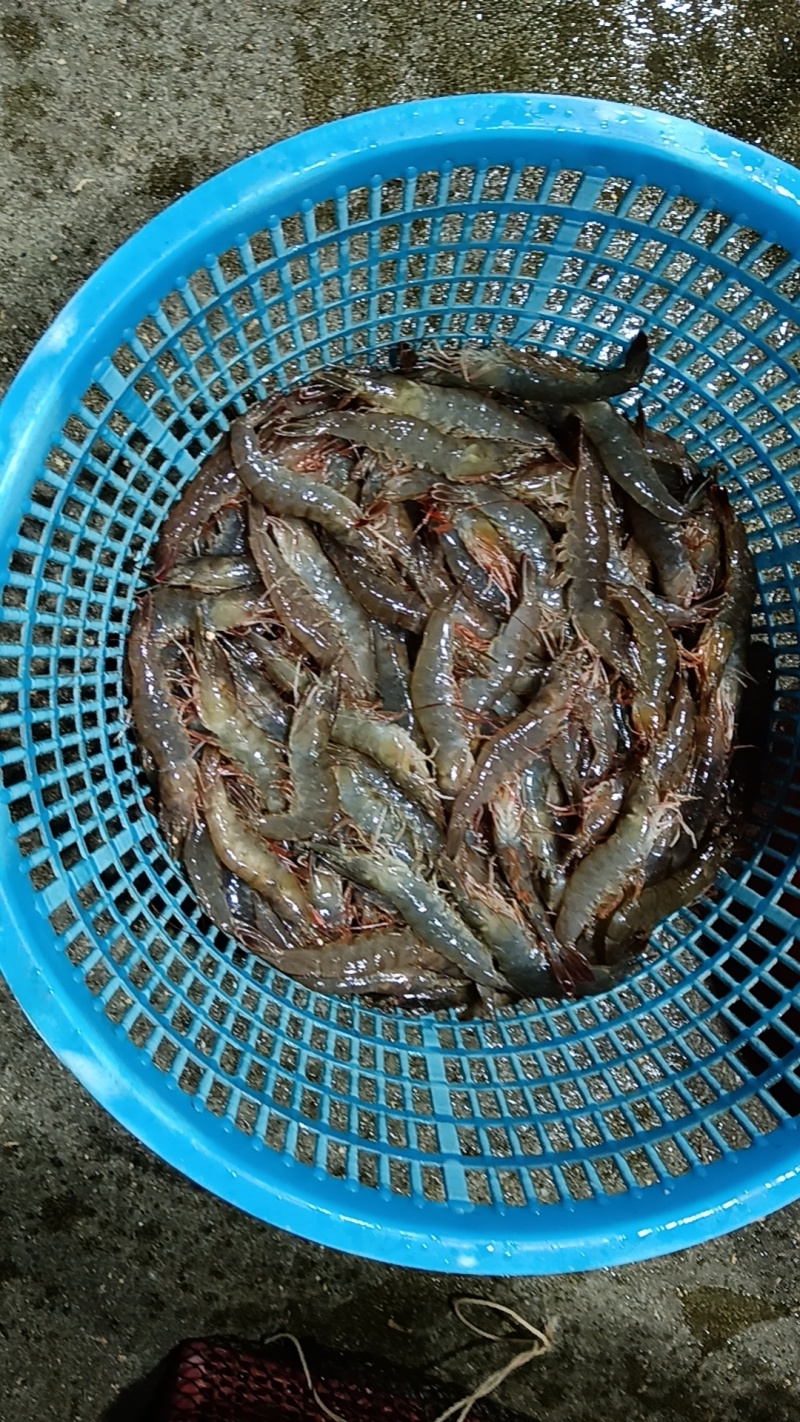 南美白对虾养殖基地