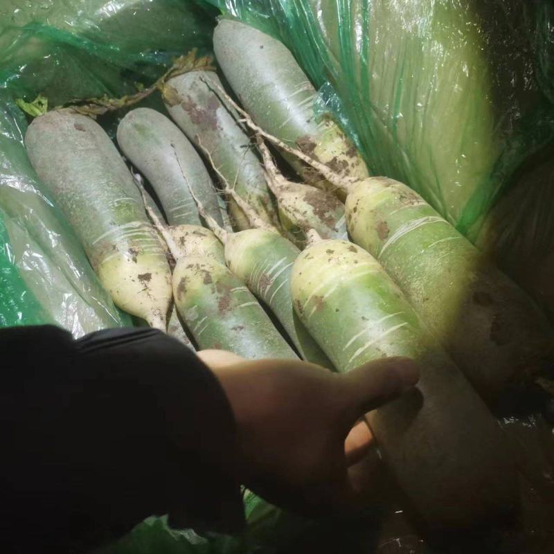 水果萝卜大量上市产地直发一手货源保质保量