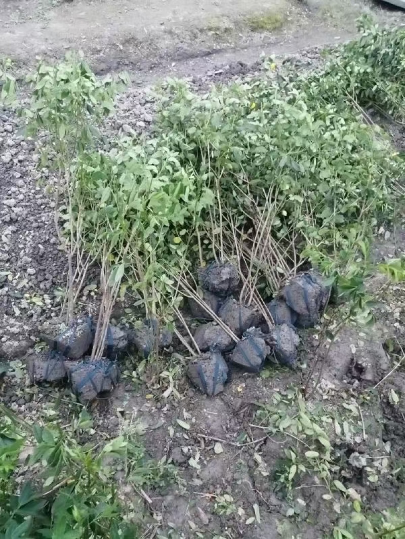 黄花槐笼子，成都蜀锦园艺场黄花槐，黄花槐条子，丛生黄花槐