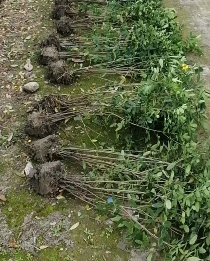 黄花槐笼子，成都蜀锦园艺场黄花槐，黄花槐条子，丛生黄花槐