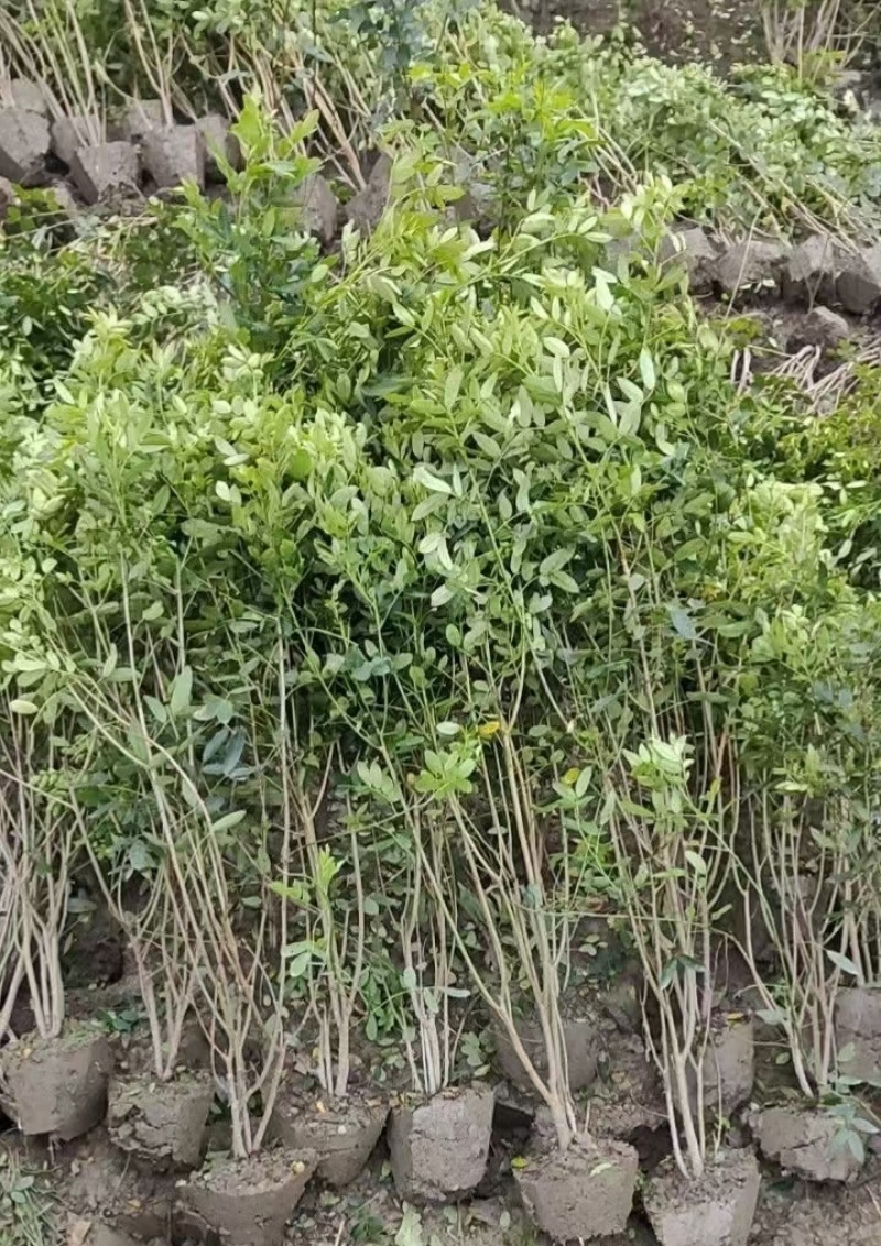 黄花槐笼子，成都蜀锦园艺场黄花槐，黄花槐条子，丛生黄花槐