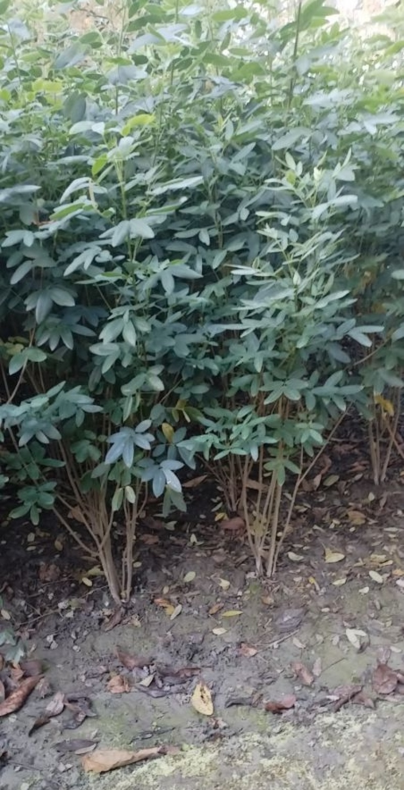 黄花槐笼子，成都蜀锦园艺场黄花槐，黄花槐条子，丛生黄花槐