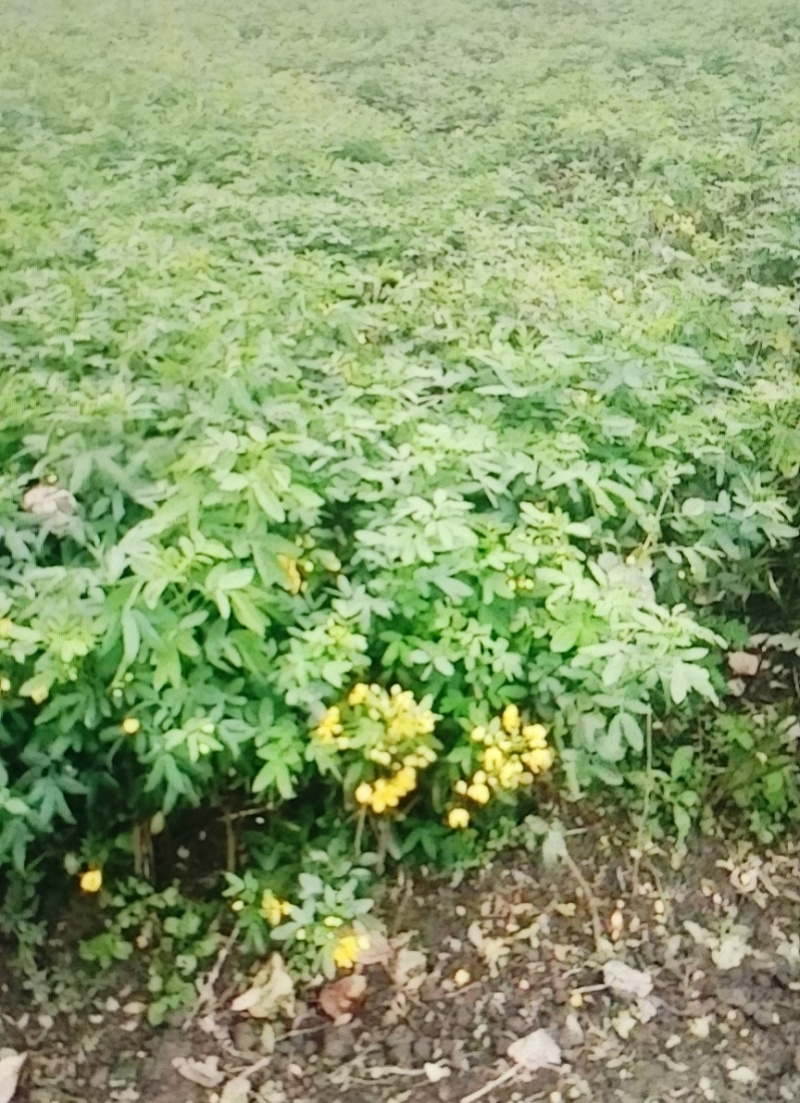 黄花槐笼子，成都蜀锦园艺场黄花槐，黄花槐条子，丛生黄花槐