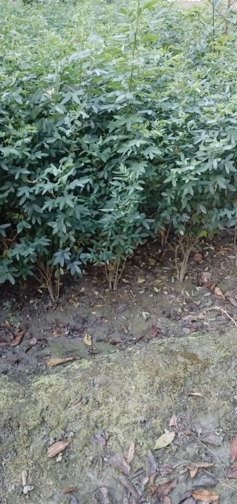 黄花槐笼子，成都蜀锦园艺场黄花槐，黄花槐条子，丛生黄花槐