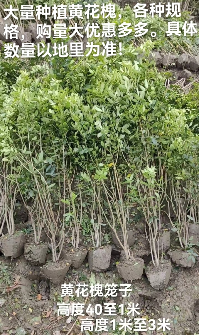 黄花槐笼子，成都蜀锦园艺场黄花槐，黄花槐条子，丛生黄花槐