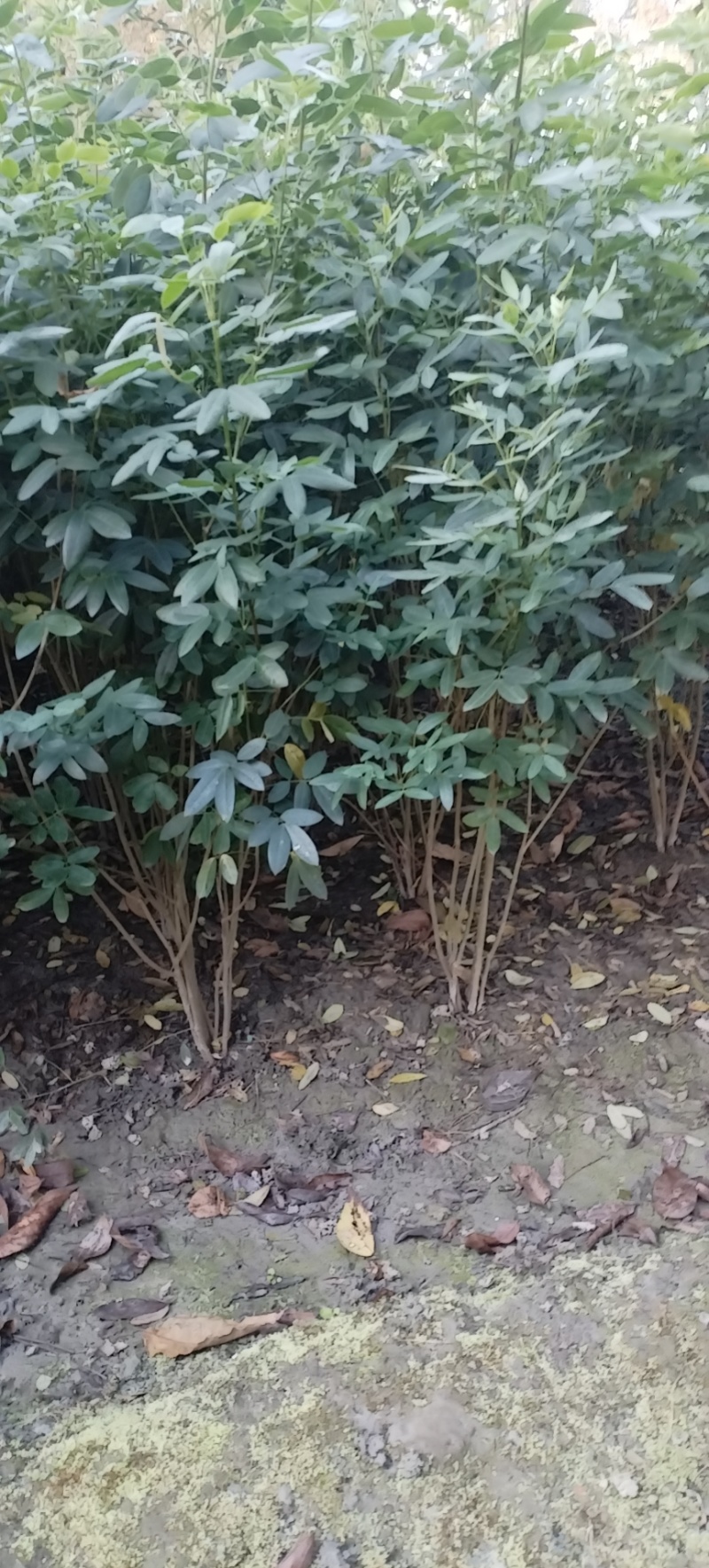 黄花槐笼子，成都蜀锦园艺场黄花槐，黄花槐条子，丛生黄花槐