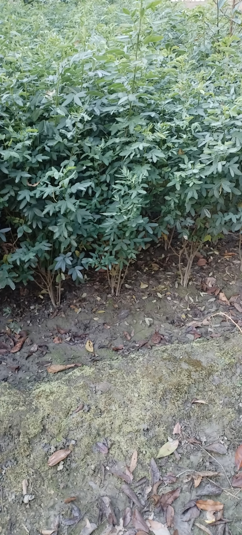 黄花槐笼子，成都蜀锦园艺场黄花槐，黄花槐条子，丛生黄花槐