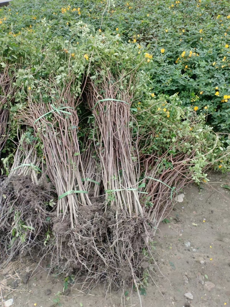 黄花槐笼子，成都蜀锦园艺场黄花槐，黄花槐条子，丛生黄花槐