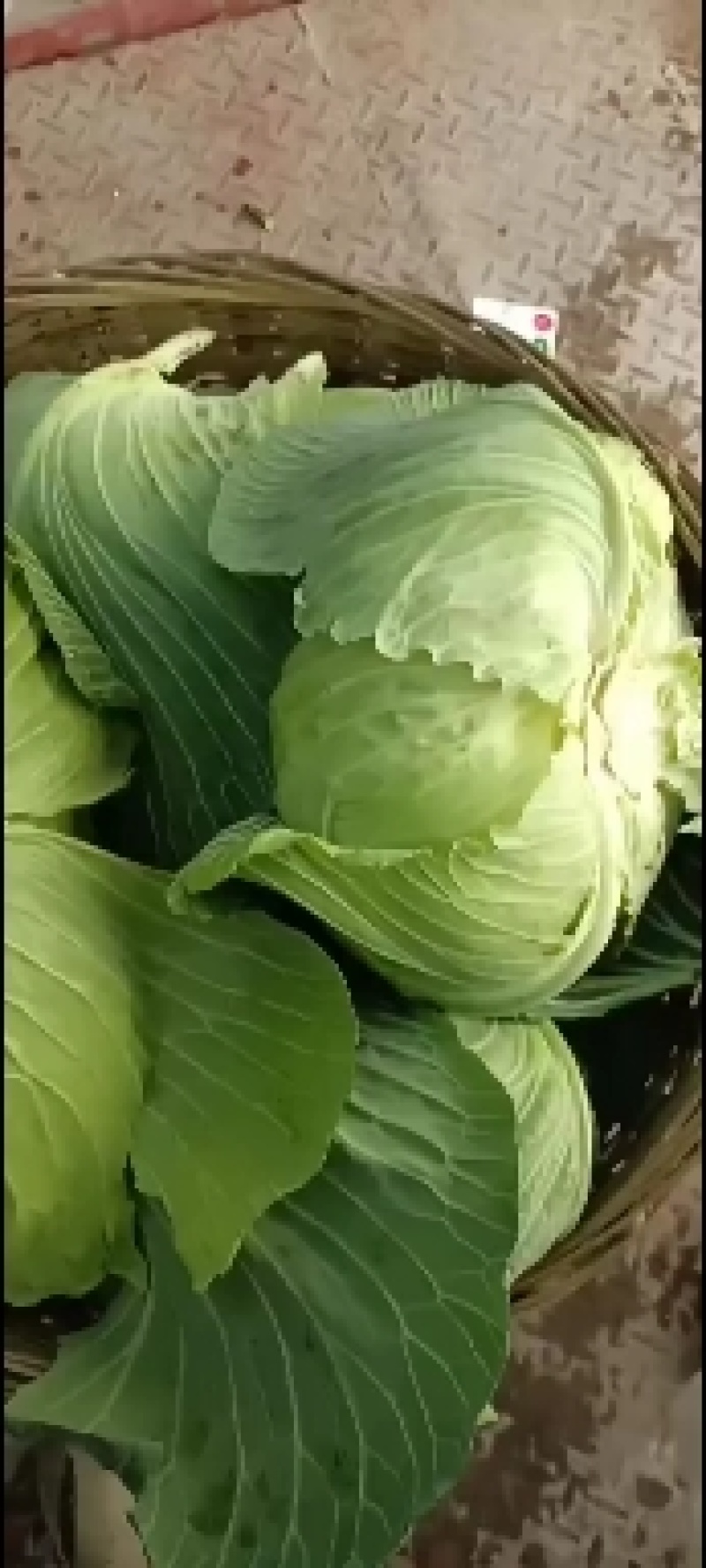 脆白菜