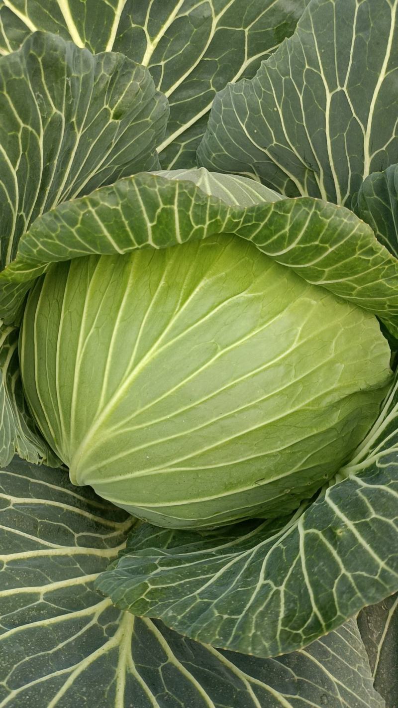 脆白菜