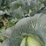 脆白菜