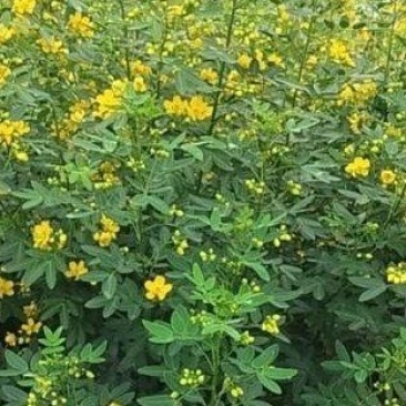 黄花槐笼子，成都蜀锦园艺场黄花槐，黄花槐条子，丛生黄花槐