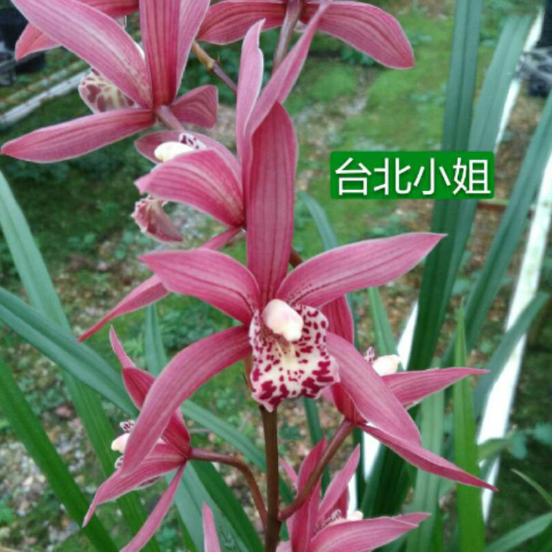 【杂交兰系列】肇庆四会各类品种兰花，花期长品相好