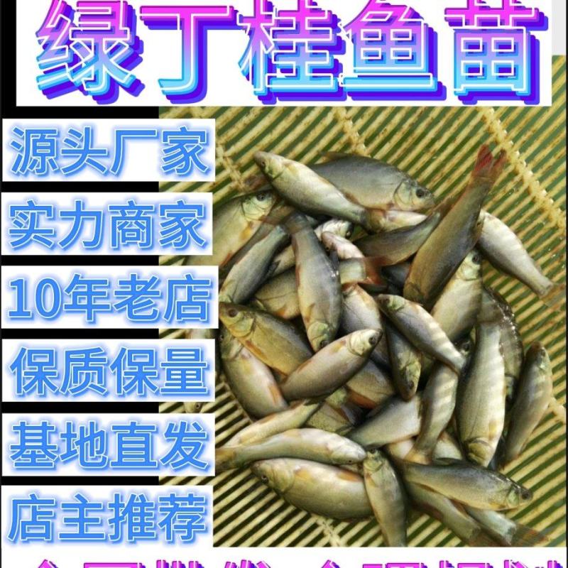 丁贵鱼苗丁岁鱼苗绿丁桂鱼欧洲丁桂鱼苗肉质鲜美价值高