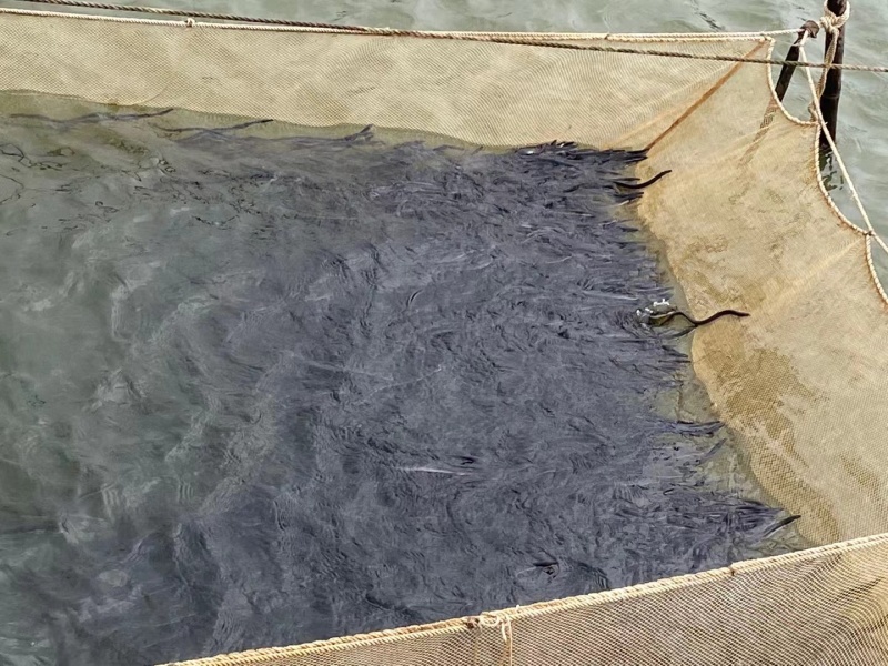白鳗鱼苗大量供应河鳗鱼苗花鳗鱼欧洲鳗售后技术指导