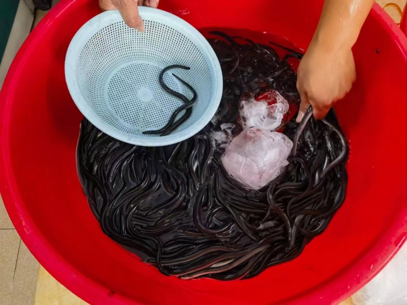 白鳗鱼苗大量供应河鳗鱼苗花鳗鱼欧洲鳗售后技术指导