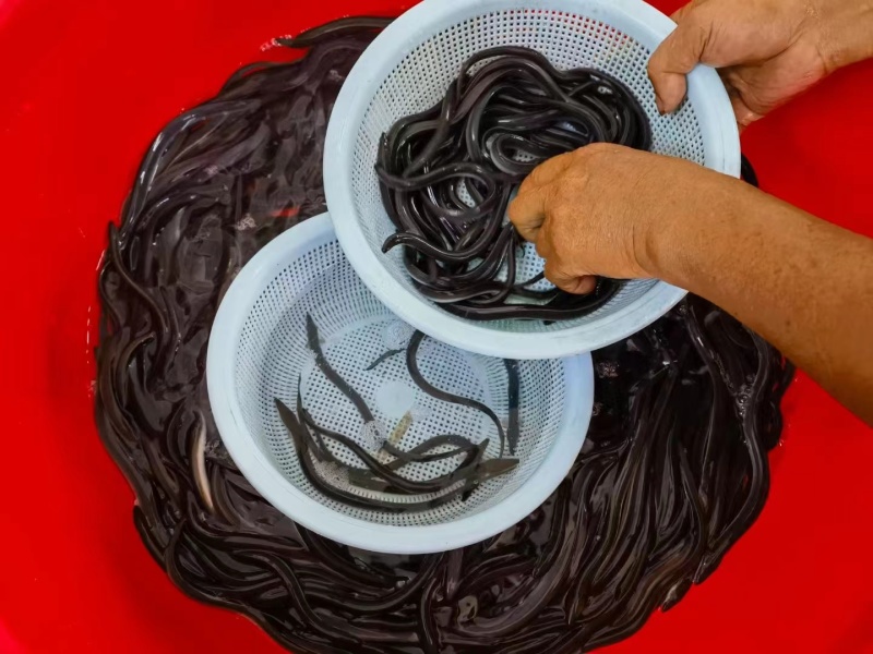 白鳗鱼苗大量供应河鳗鱼苗花鳗鱼欧洲鳗售后技术指导