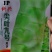 科兴九号科兴五号科兴三号莴笋种子莴笋种子青莴笋种子
