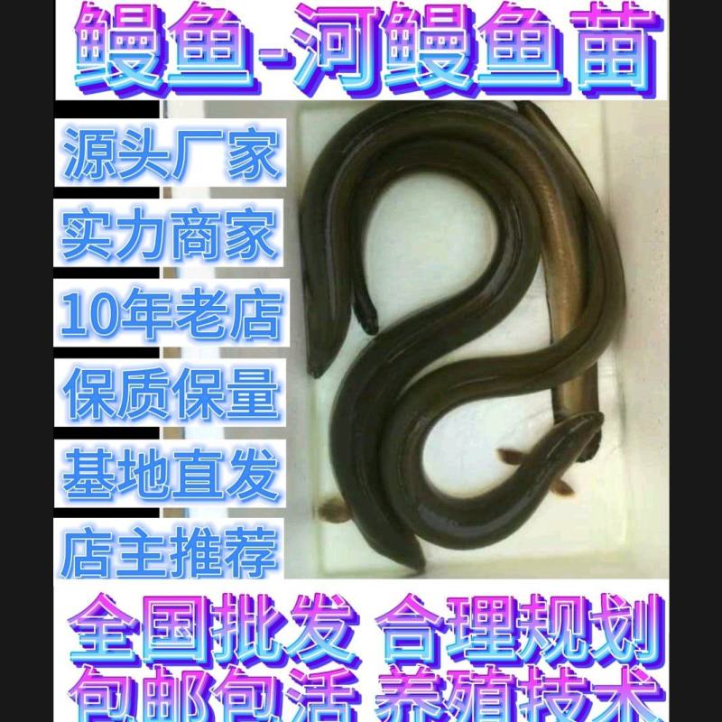 白鳗鱼苗大量供应河鳗鱼苗花鳗鱼欧洲鳗售后技术指导