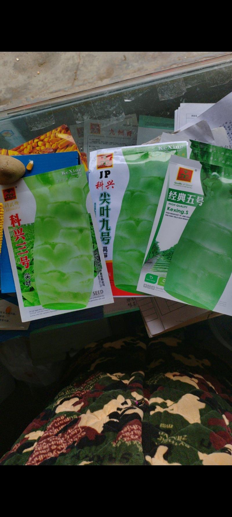 科兴九号科兴五号科兴三号莴笋种子莴笋种子青莴笋种子