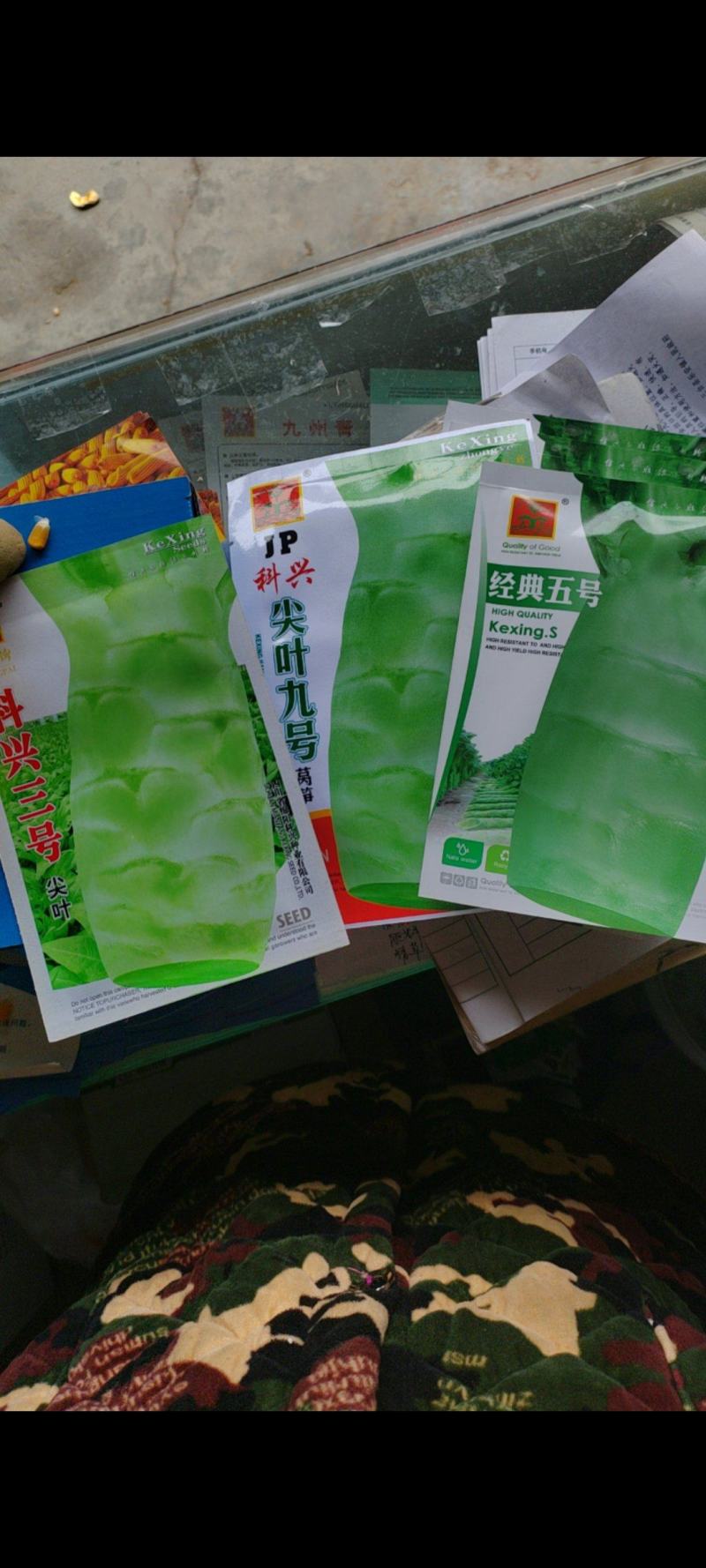 科兴九号科兴五号科兴三号莴笋种子莴笋种子青莴笋种子