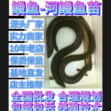 鳗鱼苗淡水白鳗鱼称河鳗鱼正宗鳗鱼热销烤鳗出口