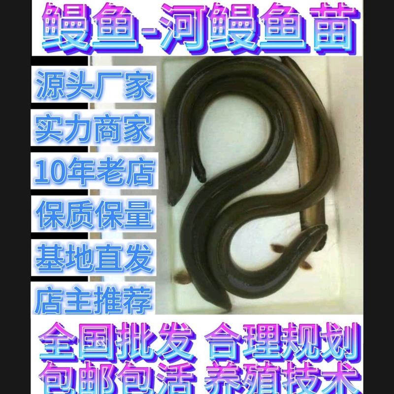 鳗鱼苗淡水白鳗鱼称河鳗鱼正宗鳗鱼热销烤鳗出口