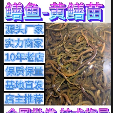 黄鳝养殖专用苗优质黄鳝苗实惠鳝鱼苗基地大量供应活苗