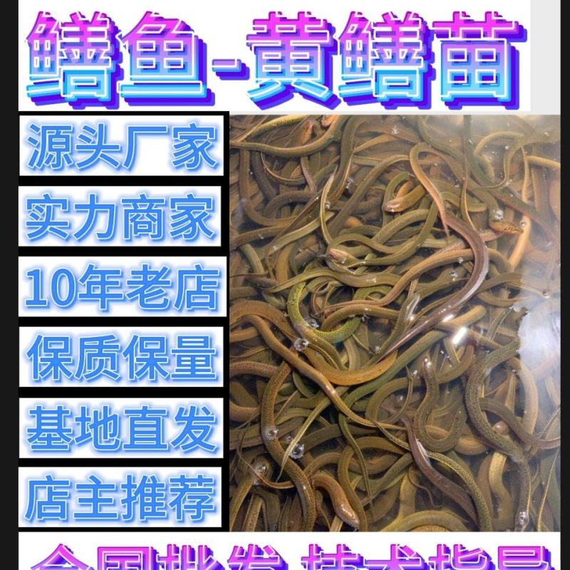 黄鳝养殖专用苗优质黄鳝苗实惠鳝鱼苗基地大量供应活苗