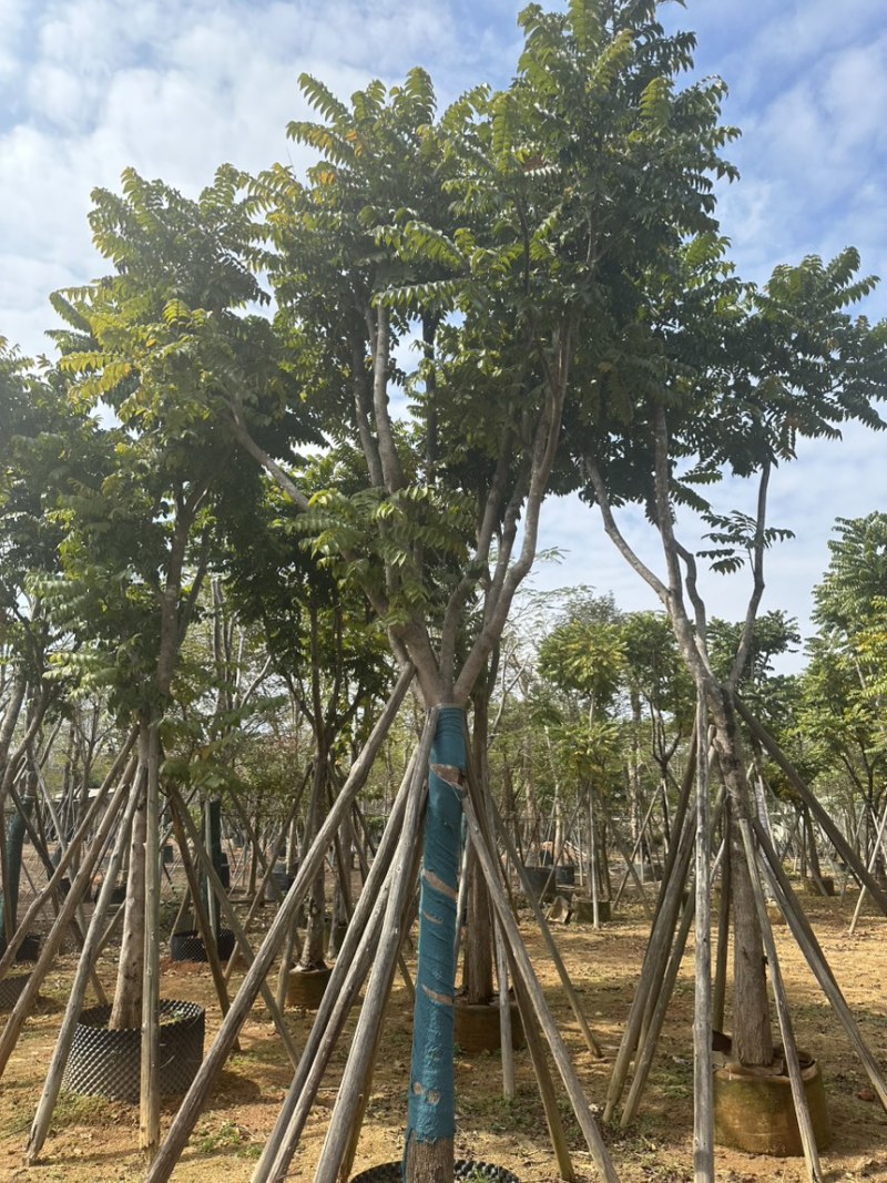麻楝大量出售14-15-16-17规格齐全欢迎各位老板