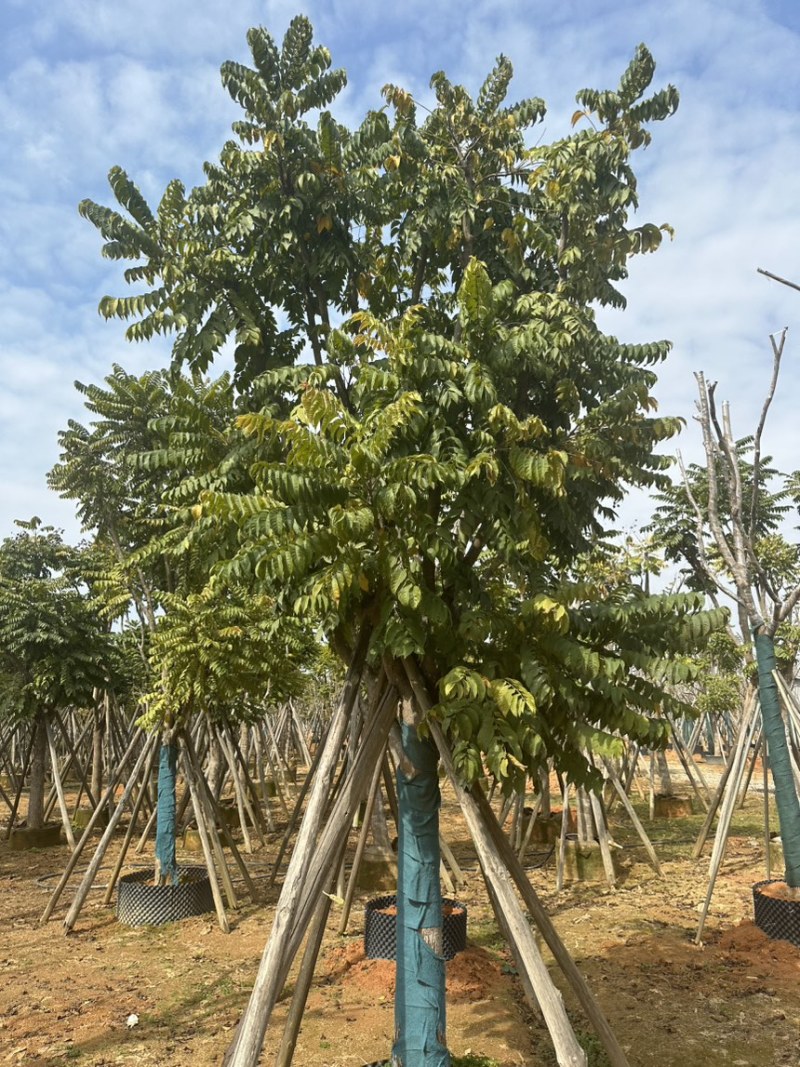 麻楝大量出售14-15-16-17规格齐全欢迎各位老板