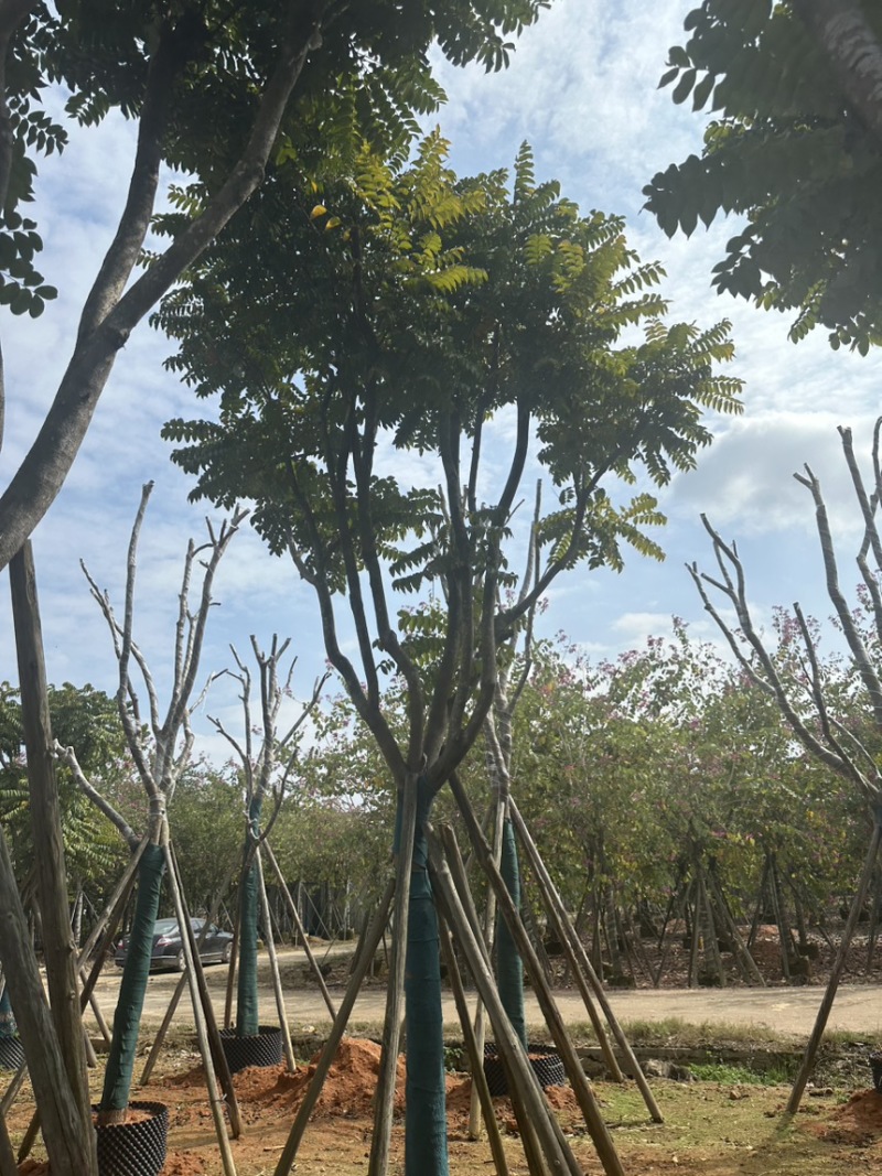 麻楝大量出售14-15-16-17规格齐全欢迎各位老板