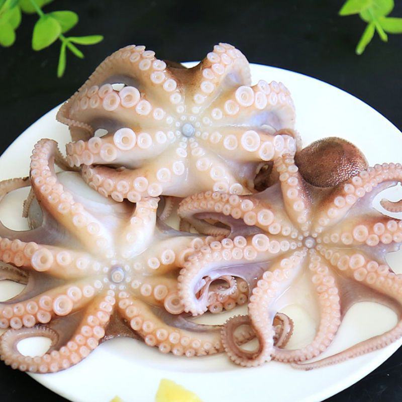 海鲜八爪鱼海鲜小章鱼海鲜鲜活八爪鱼章鱼爆头火锅食材新鲜八