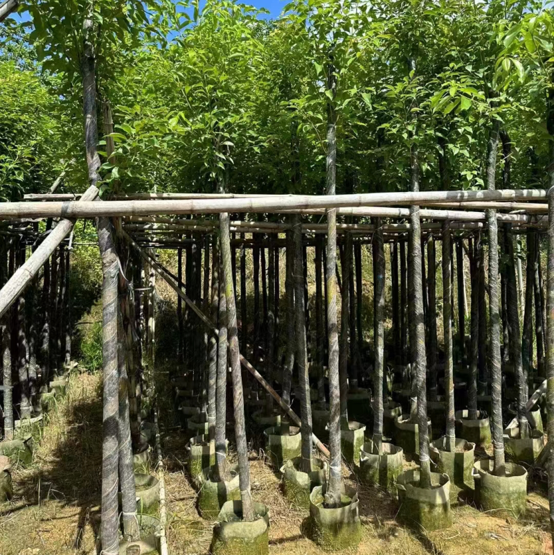 4-20分香樟